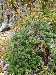 Celmisia ramulosa ramulosa