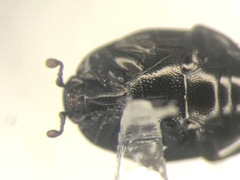 Gnathoncus rotundatus