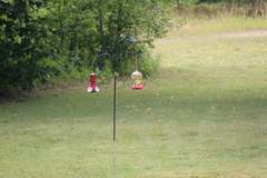 Archilochus colubris