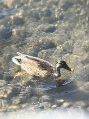 Anas platyrhynchos platyrhynchos