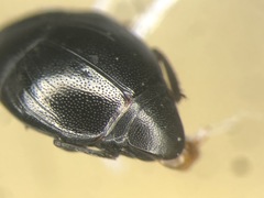 Gnathoncus rotundatus