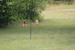 Archilochus colubris