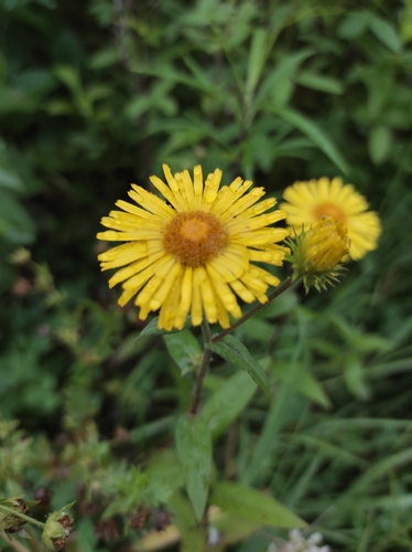 Inula japonica (Inula japonica)