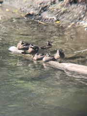 Anas platyrhynchos platyrhynchos