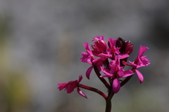 Epidendrum jamiesonis