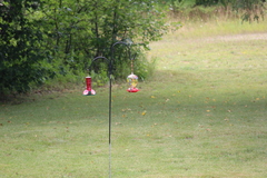 Archilochus colubris