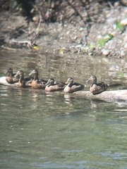 Anas platyrhynchos platyrhynchos