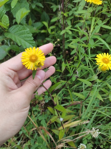 Image of Inula japonica by (c) Dmitrii Mostovoi, some rights reserved (CC BY)