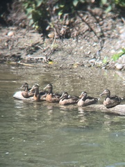 Anas platyrhynchos platyrhynchos