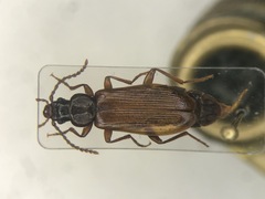 Pytho americanus