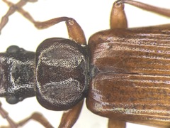 Pytho americanus