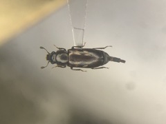 Glischrochilus vittatus