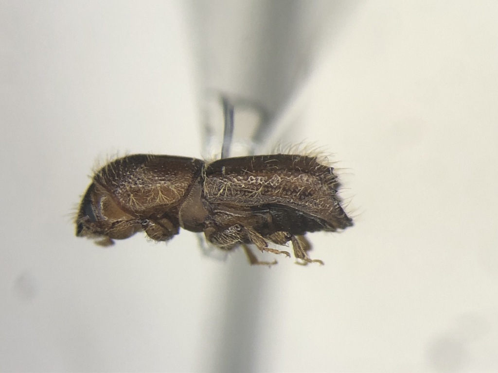 Northern Engraver Beetle