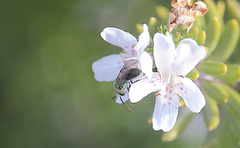 Caenohalictus iodurus