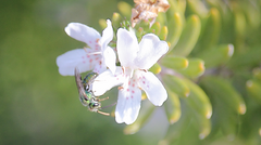 Caenohalictus iodurus