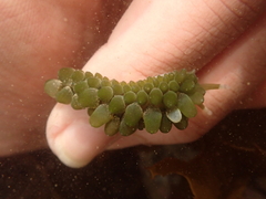 Sacoproteus smaragdinus