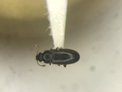 Telmatophilus americanus