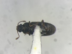 Telmatophilus americanus