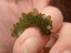 Sacoproteus smaragdinus