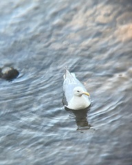 Larus glaucescens × occidentalis