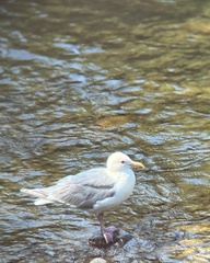 Larus glaucescens × occidentalis