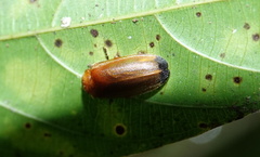 Abscondita