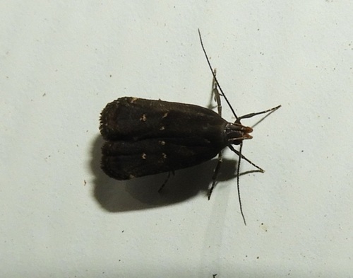 Orange-dotted Dichomeris Moth photo 2