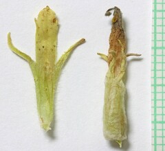 Castilleja pilosa pilosa