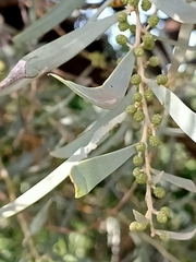 Acacia melvillei