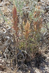 Castilleja pilosa pilosa