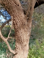 Acacia melvillei