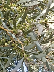 Acacia melvillei