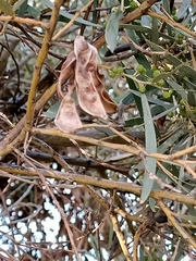 Acacia melvillei