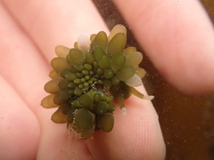Sacoproteus smaragdinus