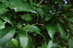 Lopaphus balteatus