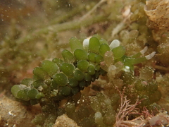 Sacoproteus smaragdinus