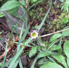 Erigeron humilis