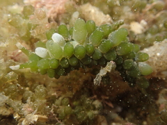 Sacoproteus smaragdinus