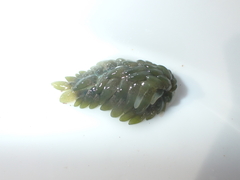 Sacoproteus smaragdinus
