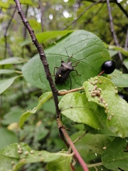 Pentatoma rufipes