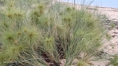 Spinifex