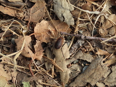 Protolophus tuberculatus