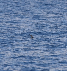 Hydrobates monorhis