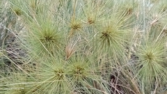 Spinifex