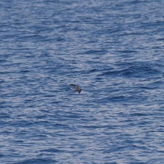 Hydrobates monorhis