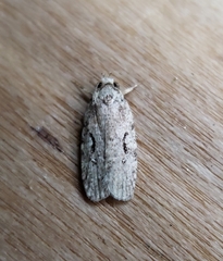 Agonopterix curvilineella