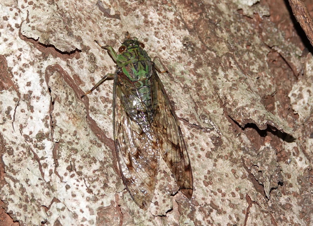 Trombonia curvata