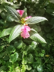 Impatiens glandulifera
