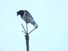 Cyanocorax cristatellus