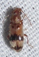 Notoxus calcaratus